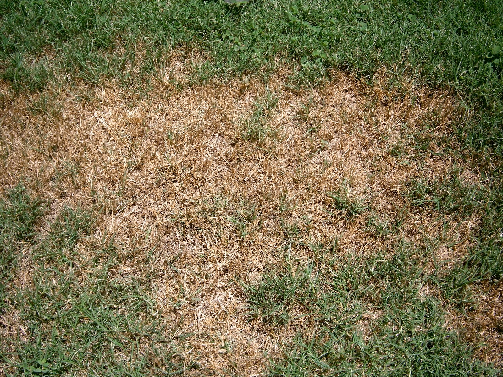 Brown Patches of Grass Can Be a Sign of Army Worms